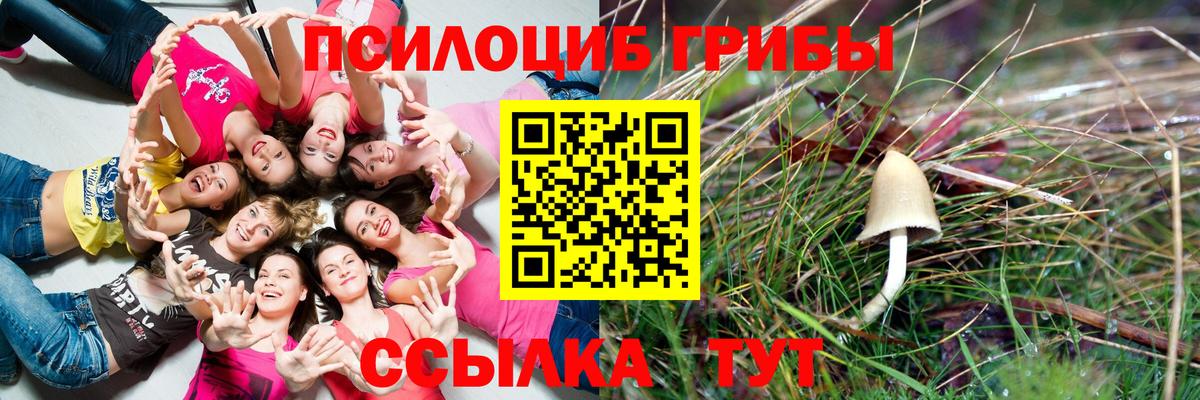 как найти   Галлюциногенные грибы прущие грибы  Губкинский  Галлюциногенные грибы мухоморы 