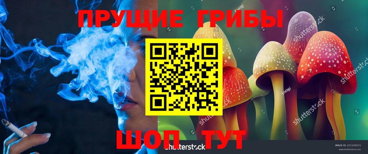Галлюциногенные грибы Psilocybe Губкинский